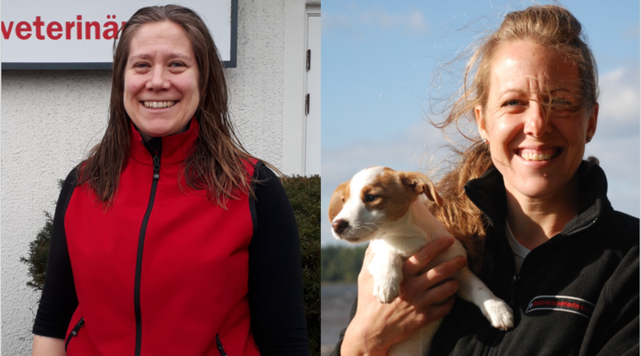 Profilbild för Dagens distriktsveterinär – en pusselbit i en hållbar livsmedelsproduktion