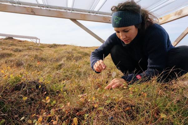 Profile image for Siri Haugum