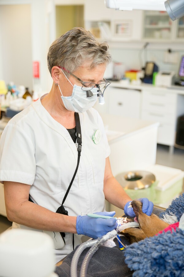 Profile image for Merident AB