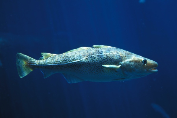 Profile image for Global Whitefish Summit