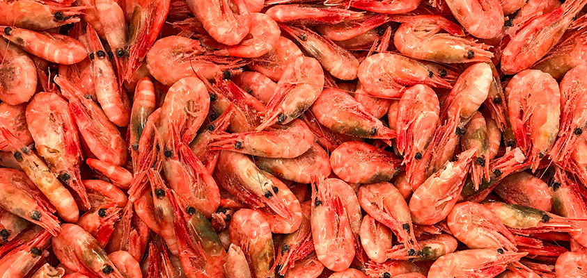 Profile image for Global Shrimp Summit