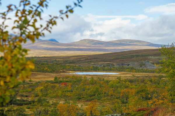 Profilbild för 68. Drömmen om att få bli renskötare – vem orkar ta kampen?