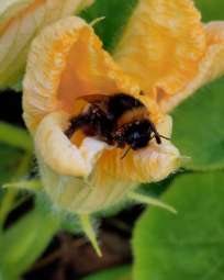 Profilbild för Föreläsning om pollinatörer och matförsörjning 