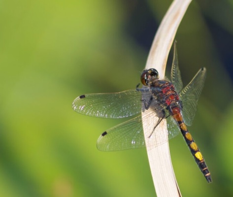 Profilbild för Utflykt till naturreservatet Rocksjön – centralt fågelparadis och friluftsområde