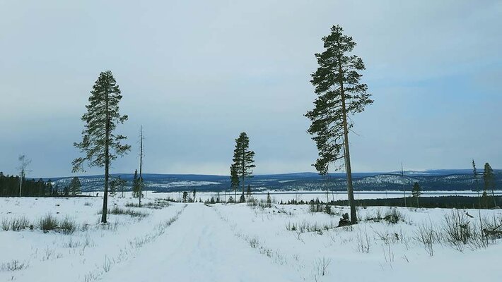 Profilbild för 02. Rättvis omställning i Sápmi?