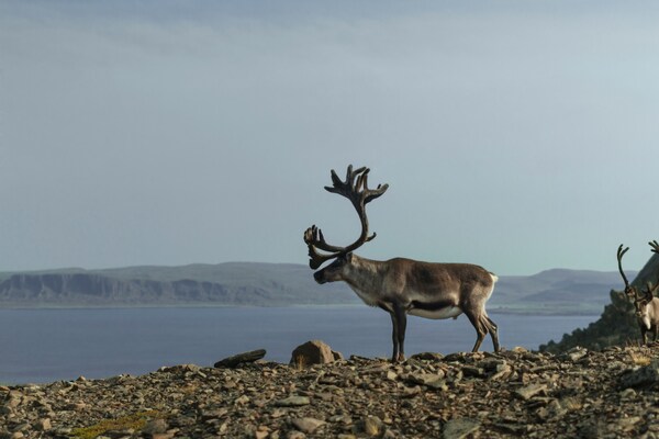 Profilbild för 36. Omställning eller anpassning i Sápmi