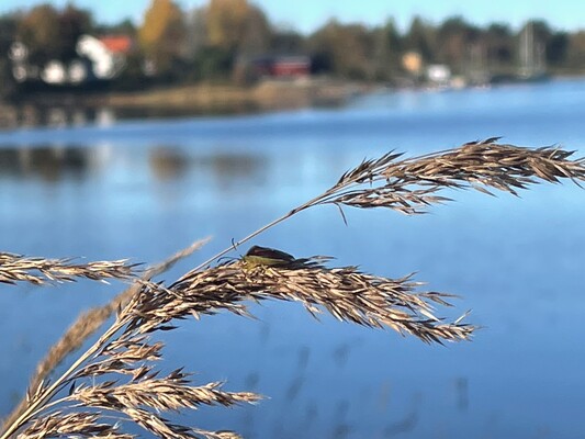 Profilbild för Dammutrivning, vad hände sen?