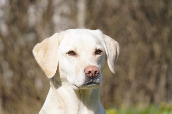 Profilbild för  Schemaläggning av personella resurser – navet i en lyckad bemanningsplanering