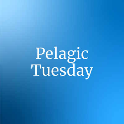 Profile image for Pelagic Tuesday continues