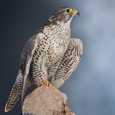 Profilbild för Aktivera dig i Naturskyddsföreningen - Vad vill du göra för natur och miljö? 