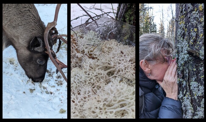 Profilbild för Scentsory Foraging | Dofter av skogen: Livedestillering av doft från renlav