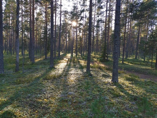 Profilbild för Kullaskogsveckan - Svampguidning